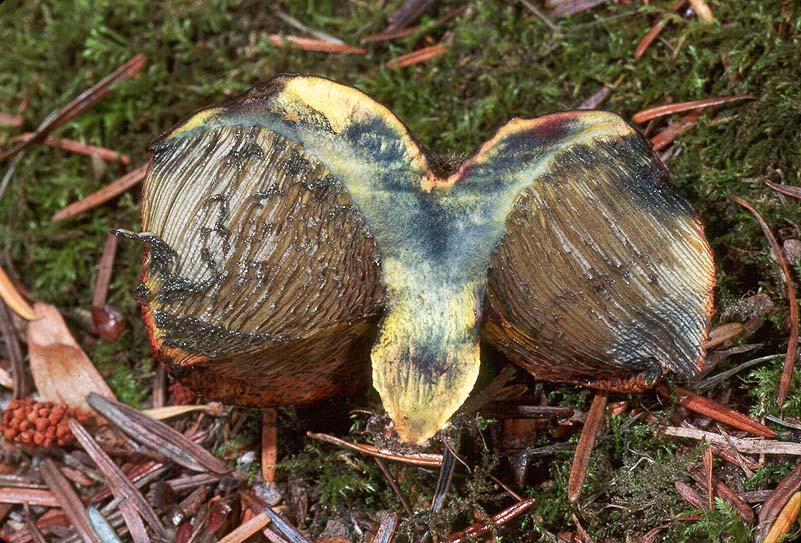 Gastroboletus turbinatus